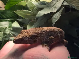 Gecko reptiles 2 x leachianus (giant) geckos - Advert 1