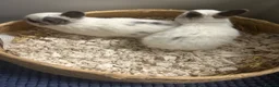 Netherland Dwarf rabbits for sale: 2 traditional netherland dwarf bunnies  - Advert 2
