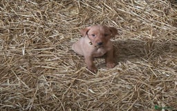 Labrador Retriever dogs for sale: Fox Red Labrador Pups - Image 7