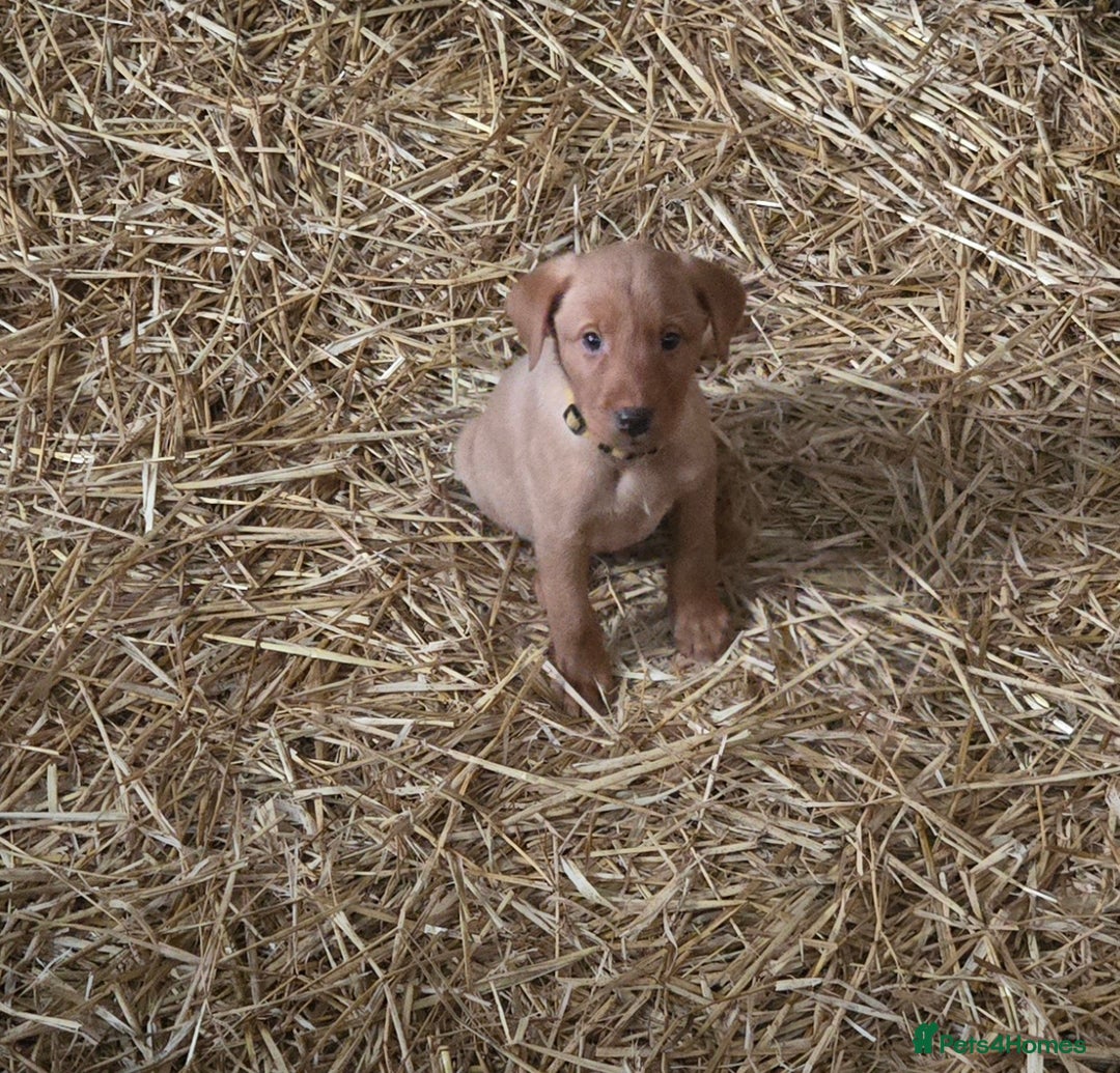 Labrador Retriever dogs for sale: Fox Red Labrador Pups - Image 7