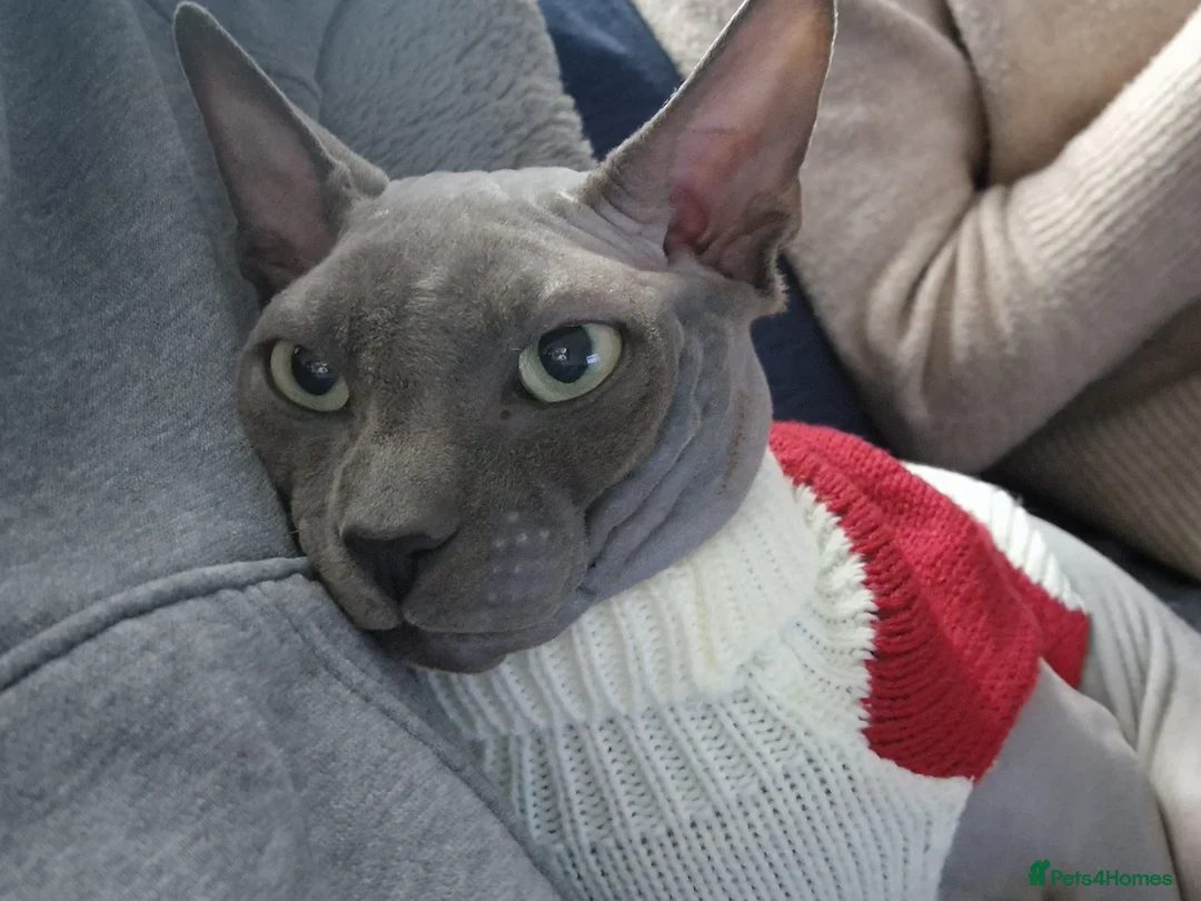 Sphynx cats for sale: Sphynx Cat for Sale – Meet Maverick! - Advert 4