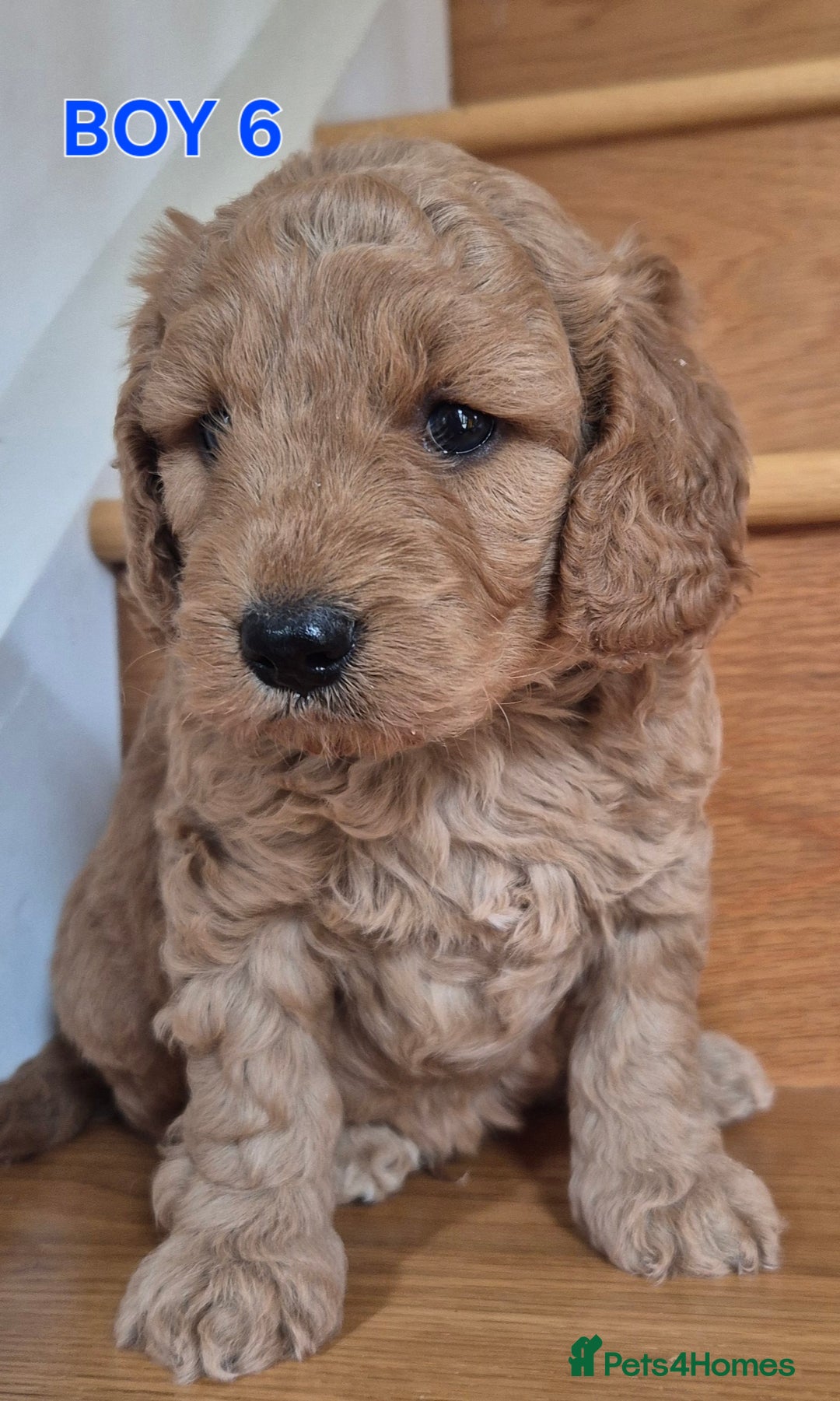 Mini Goldendoodle dogs for sale: F1b Red Miniature Goldendoodles tested parents - Image 39