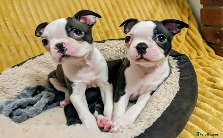 Boston Terrier dogs - Advert 1
