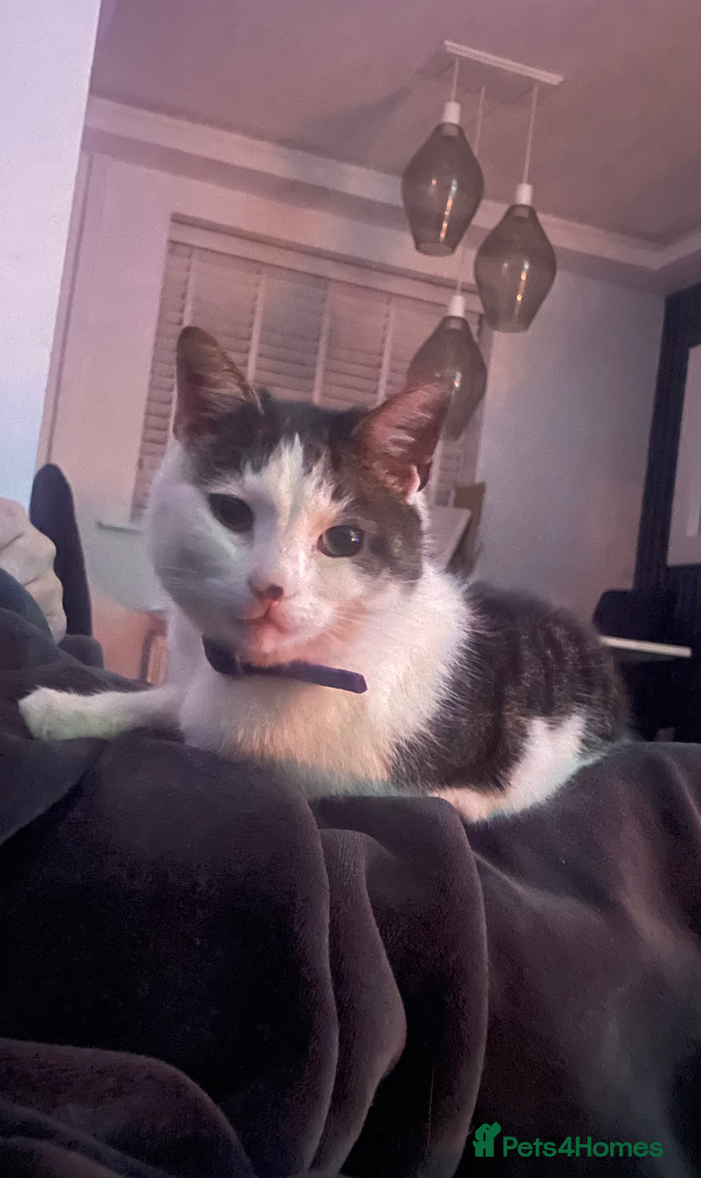 Mixed Breed cats Male cat 6 years old - Advert 9