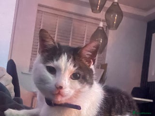 Mixed Breed cats Male cat 6 years old - Advert 1