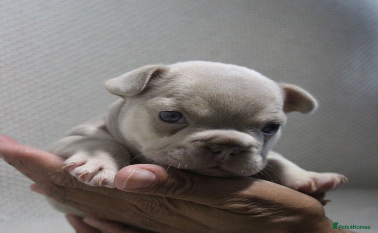 French Bulldog dogs - Advert 2