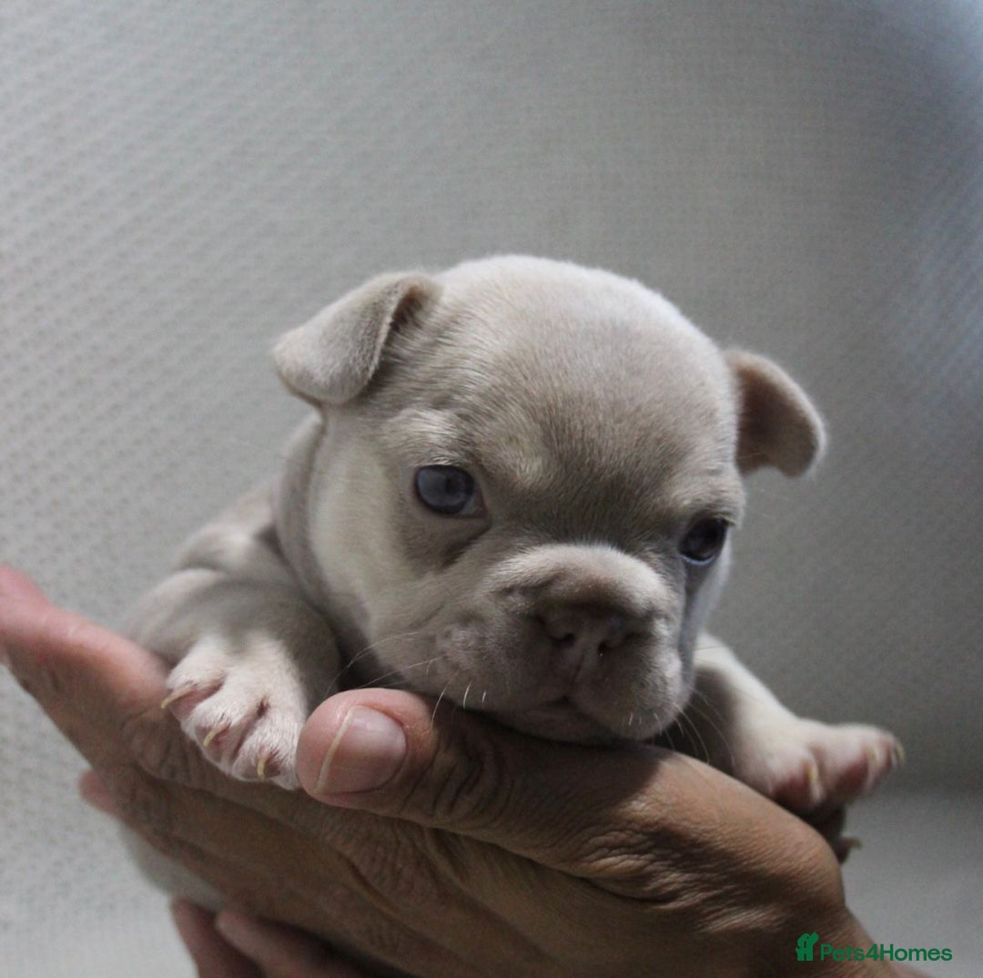 French Bulldog dogs for sale: Lilac and Tan, isabella, French bulldog puppies - Image 1