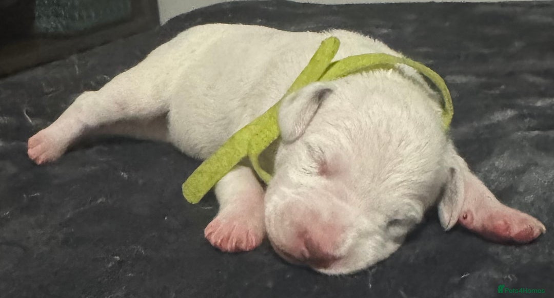 Dalmatian dogs for sale: KC Registered Dalmatian pups! - Advert 27