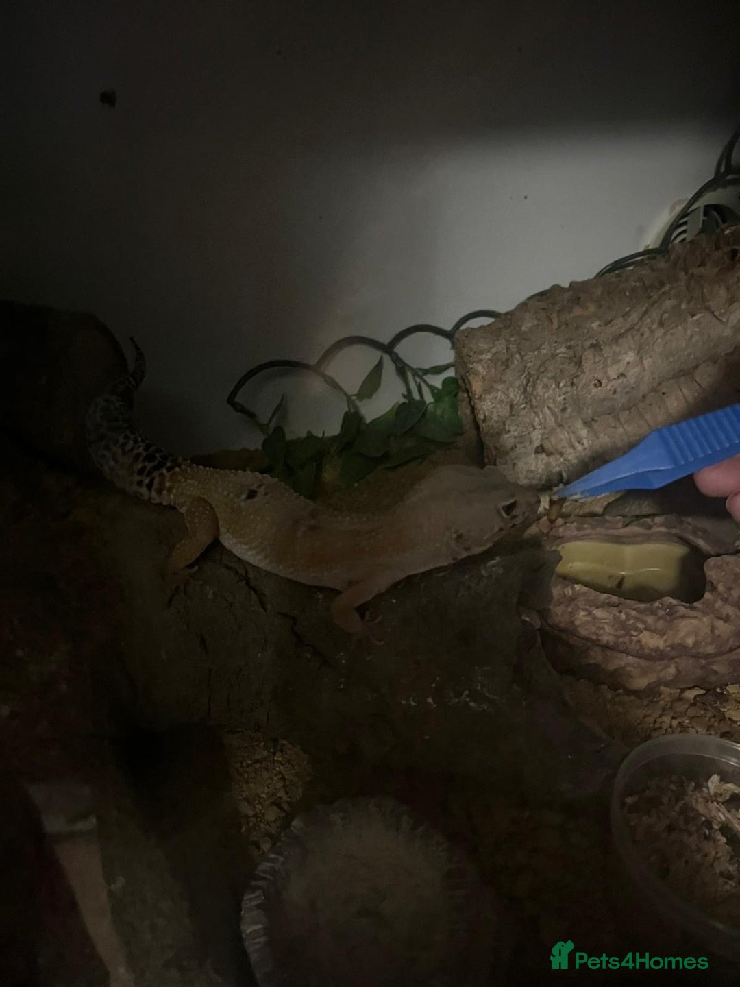 Leopard Gecko reptiles for sale: Leopard gecko called gizmo - Advert 3