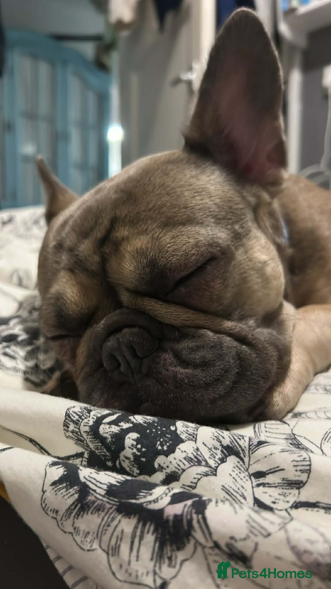 French Bulldog dogs for sale: 1 year old female blue fawn French bulldog  - Advert 2