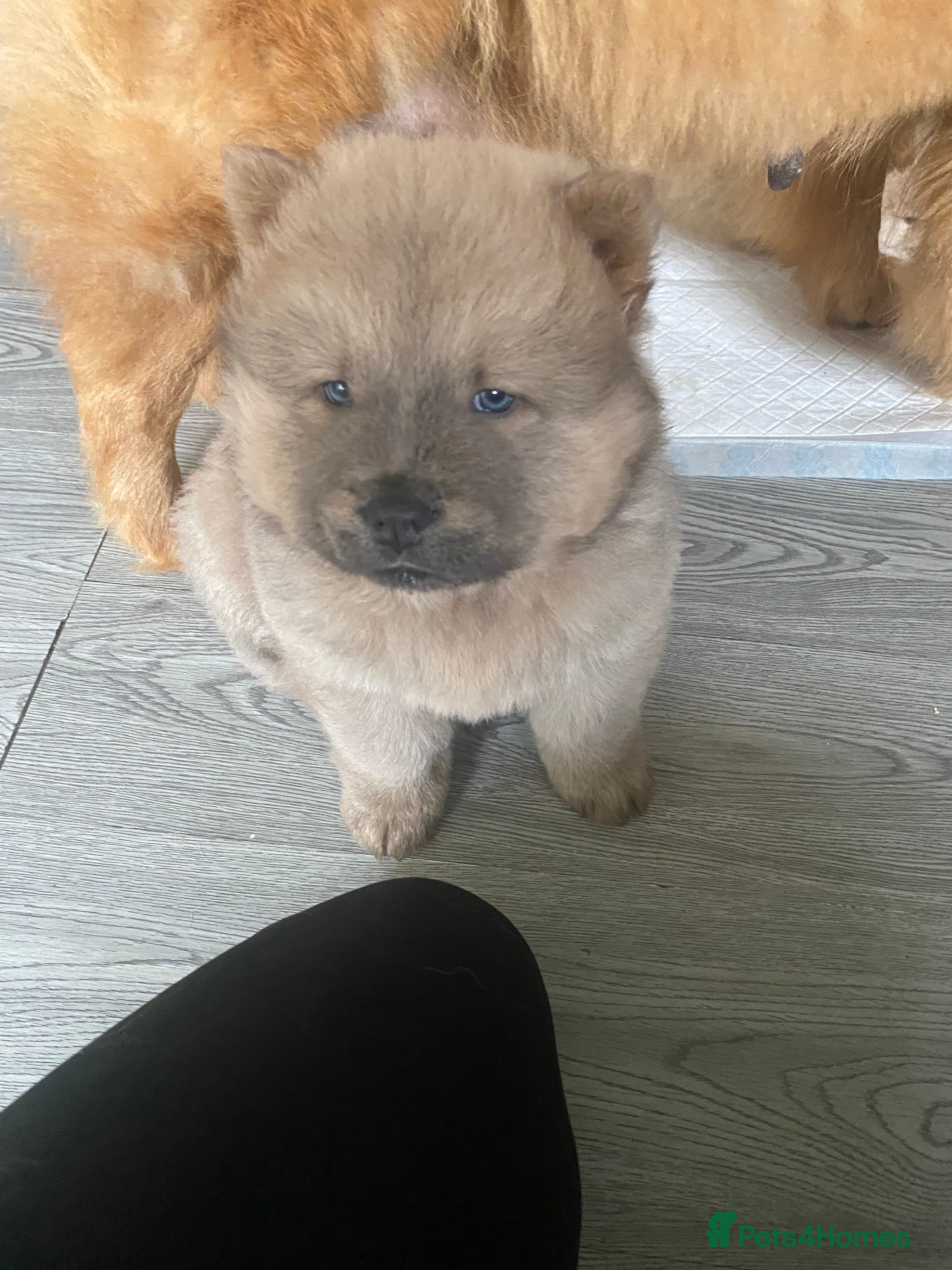 Chow Chow dogs Chow chow puppies  - Advert 1