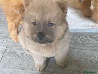 Chow Chow dogs Chow chow puppies - Advert 1