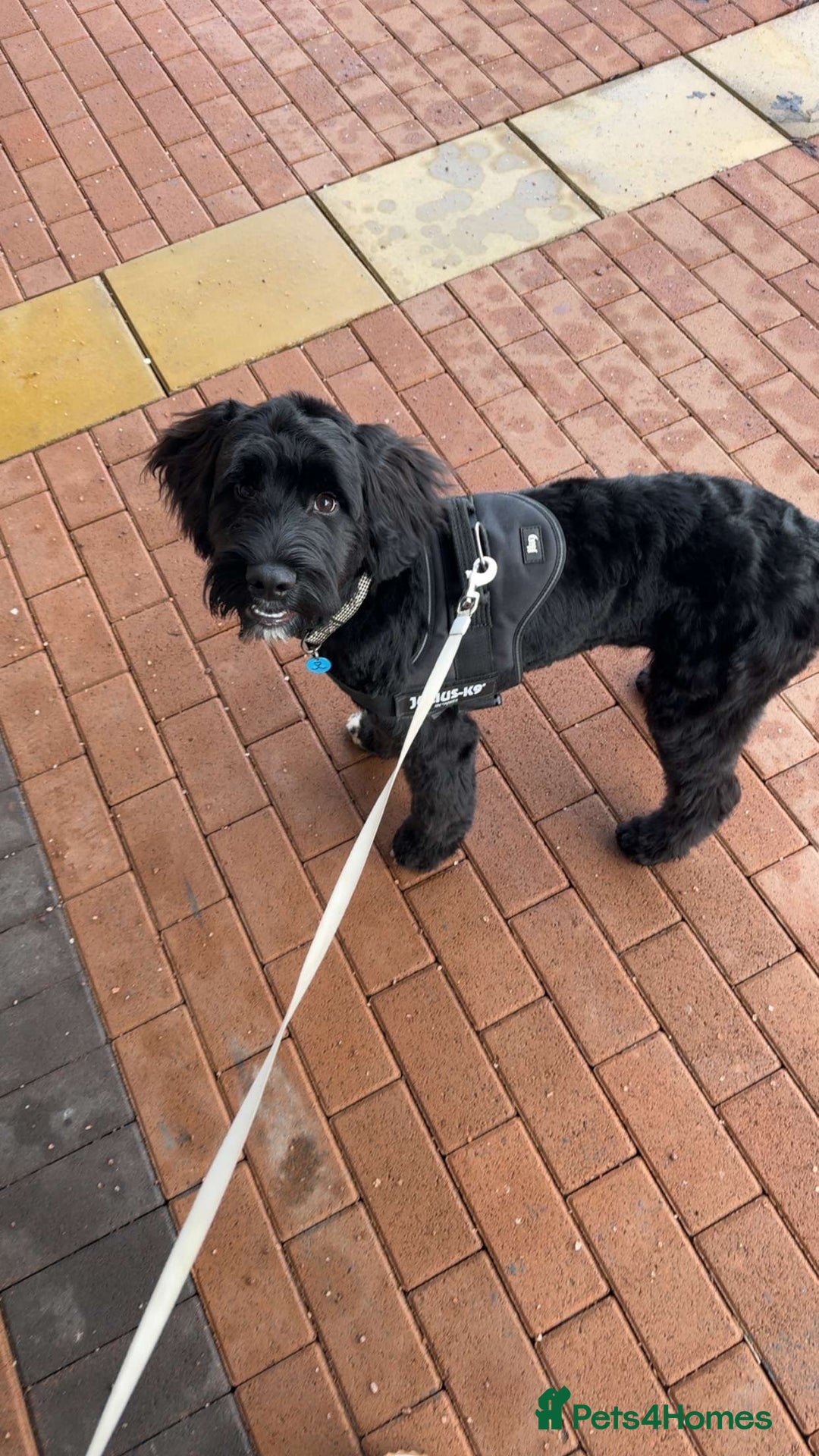 Cockapoo dogs for stud: Cockapoo for stud - Image 2
