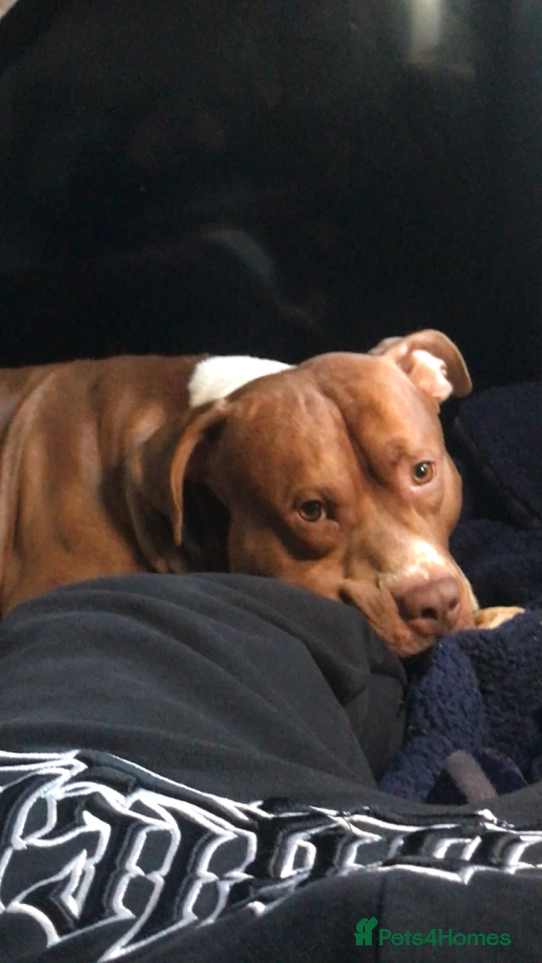 American Bully dogs for stud: Breeding for my boy dazzy in London - Advert 1