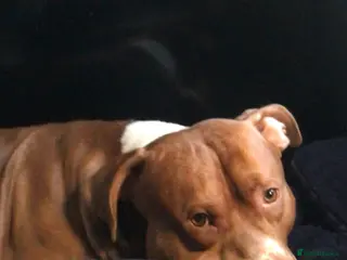 American Bully dogs Breeding for my boy dazzy - Advert 1