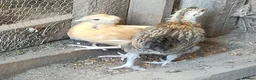 Chickens poultry for sale: Newborn baby chicks for sale in London  - Advert 11