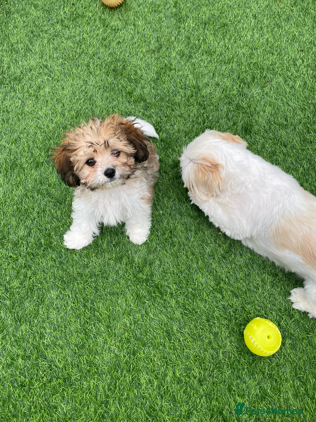 Shih Tzu dogs for sale: Mimi looking for a home  - Image 1