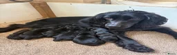 Cocker Spaniel dogs for sale: Cocker spaniel puppies  - Advert 8