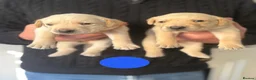 Labrador Retriever dogs for sale: Fox Red and Yellow Labrador Retrievers in Frizington - Advert 12