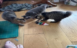 Kurilian Bobtail cats for sale: A new best friend for life - Image 2