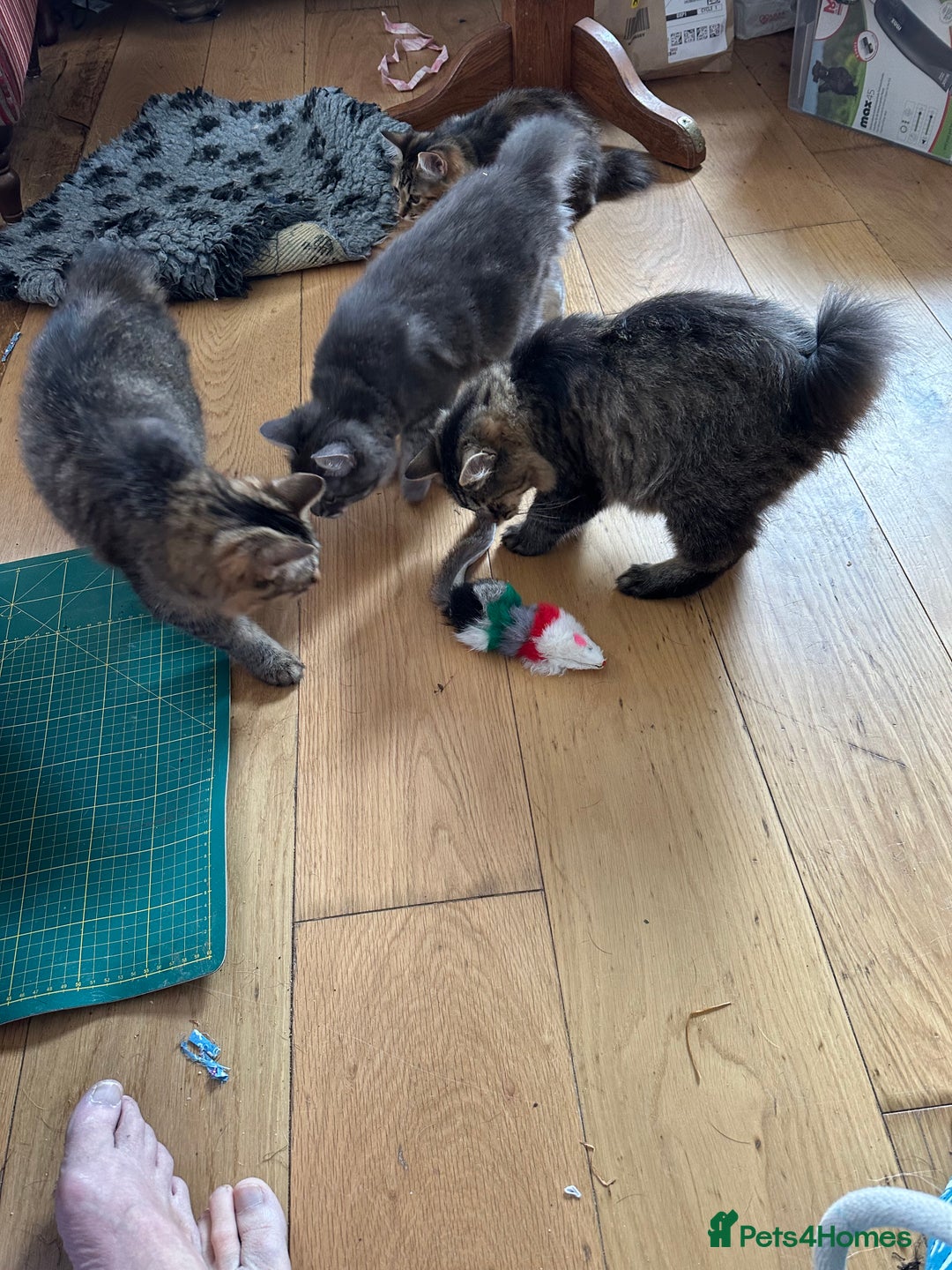 Kurilian Bobtail cats for sale: A new best friend for life - Image 2