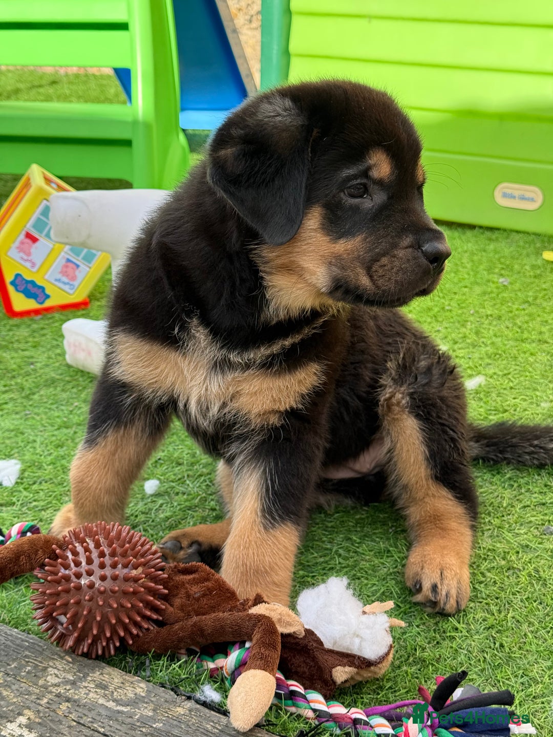 Rottweiler dogs for sale: Rottweiler Puppy - Image 2