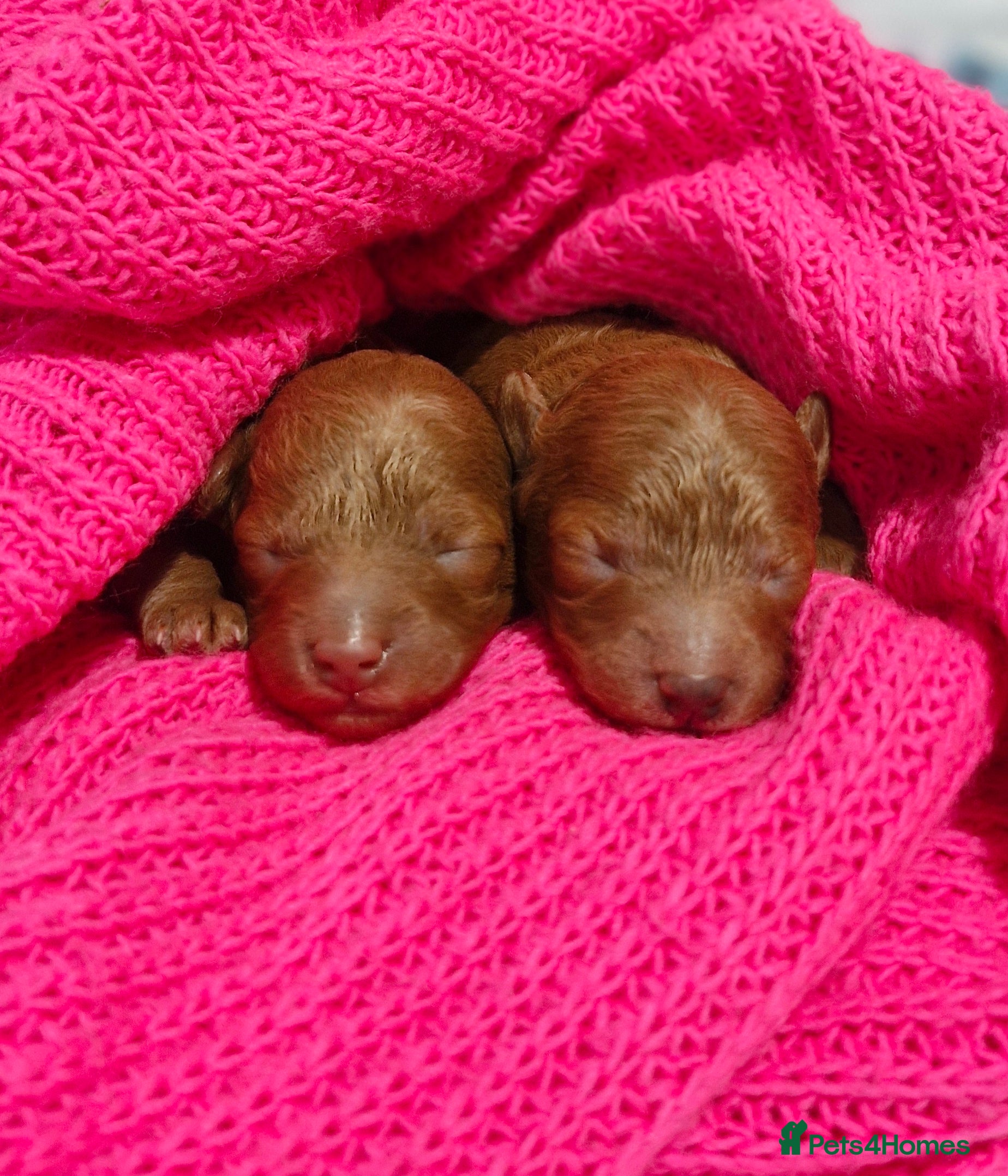 Toy Poodle dogs Red tiny Toy Poodles GIRLS  - Advert 15