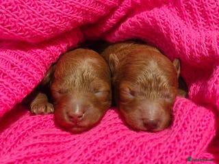 Toy Poodle dogs Red tiny Toy Poodles GIRLS - Advert 10