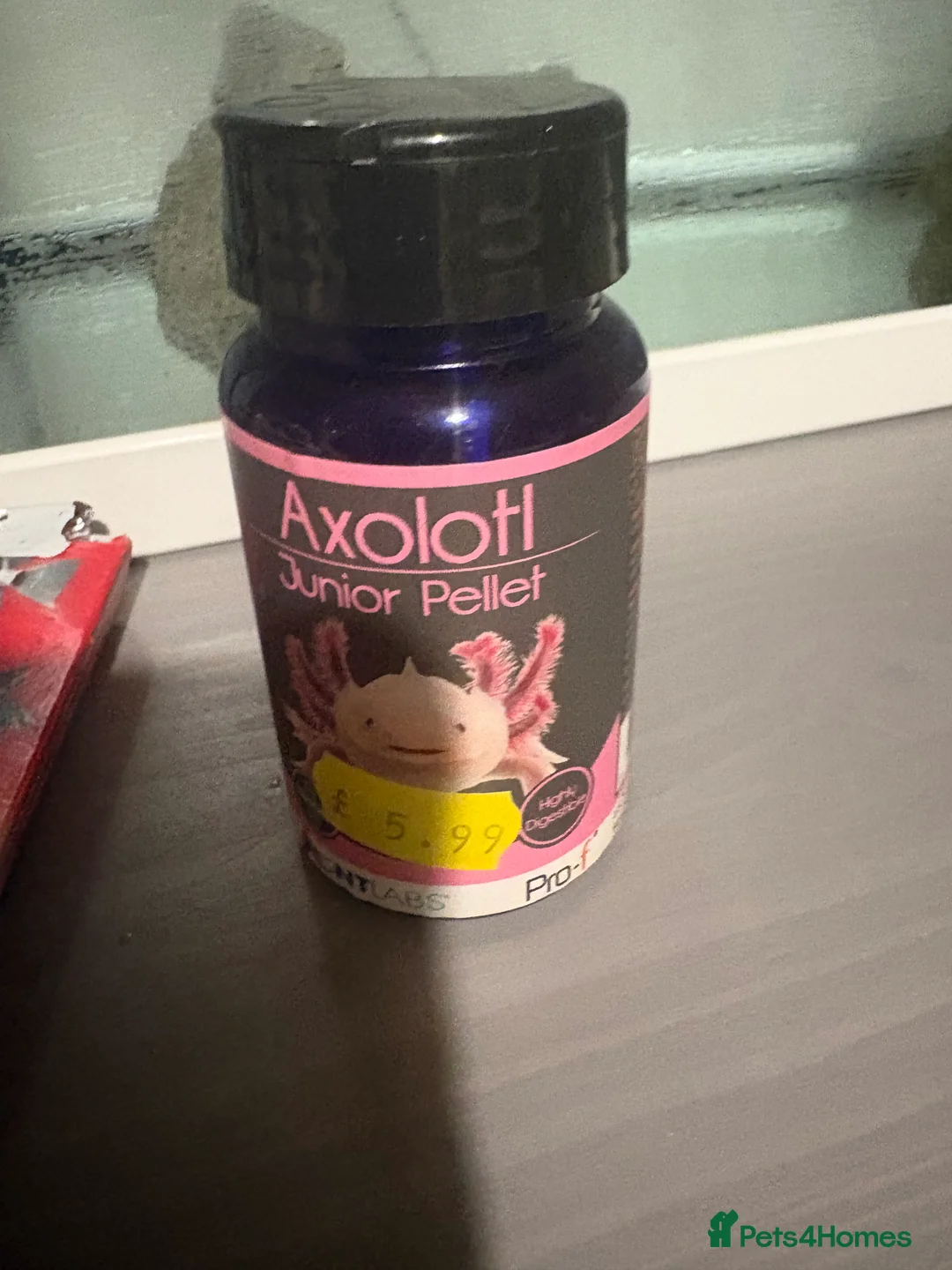 Axolotl reptiles for sale: Axolotl, tank and all accessories  - Advert 4