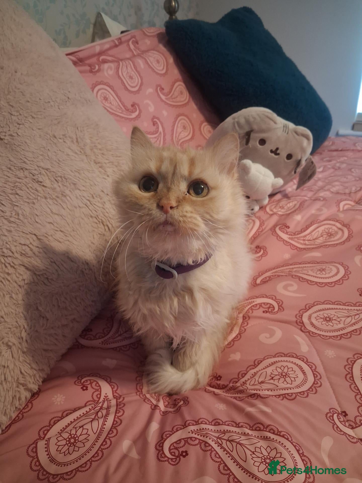 Mixed Breed cats Cuddly Georgette would love a home of her own - Advert 1