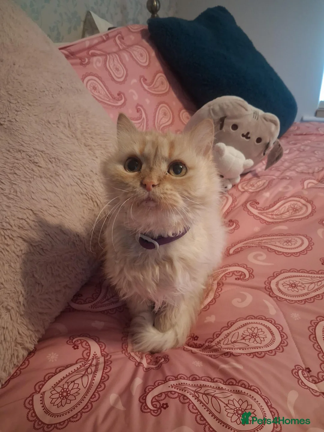 Mixed Breed cats for adoption: Cuddly Georgette would love a home of her own - Advert 1