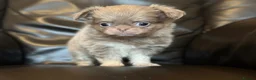 Chihuahua dogs for sale: Exquisite chihuahuas  - Advert 8