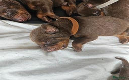 Dobermann dogs for sale: Doberman Puppies For Sale with FREE pet insurance - Image 7