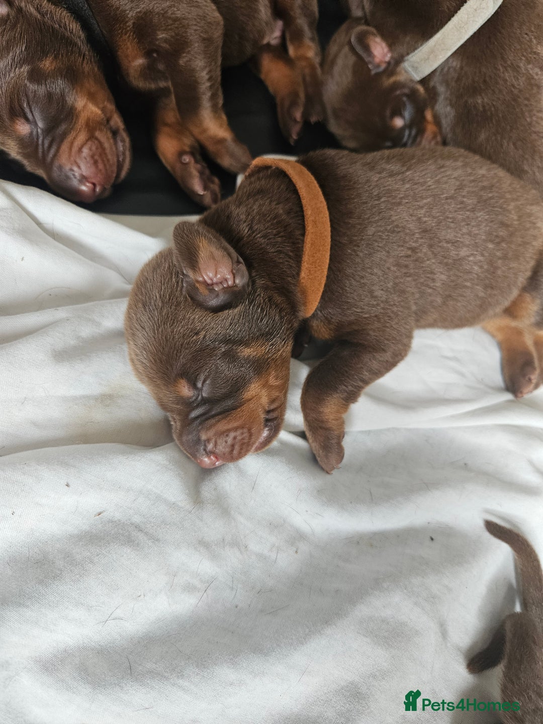 Dobermann dogs for sale: Doberman Puppies For Sale with FREE pet insurance - Image 7