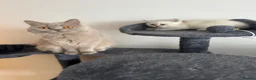 British Shorthair cats for sale: 5 Beautiful British Short hair kittens - Advert 14