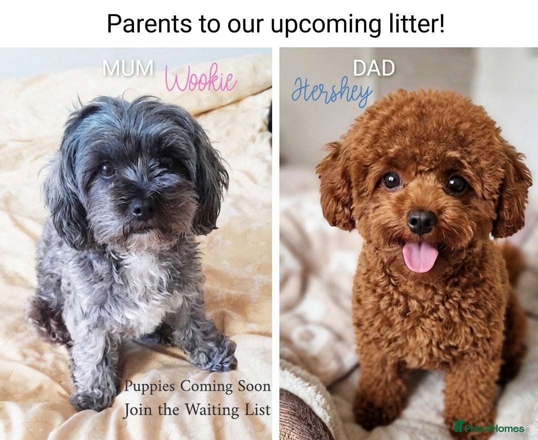 Maltipoo dogs Waiting List Open ❤️Asian Toy Maltipoo Puppies ❤️ - Advert 15