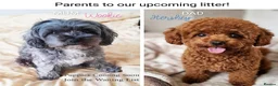 Maltipoo dogs for sale: HEALTH TESTED ASIAN F1B True Toy Maltipoo Puppies - Advert 8