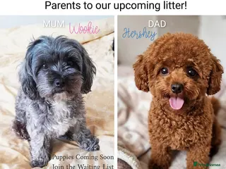 Maltipoo dogs Quality F1b Asian True Toy size Maltipoo Puppies - Advert 4
