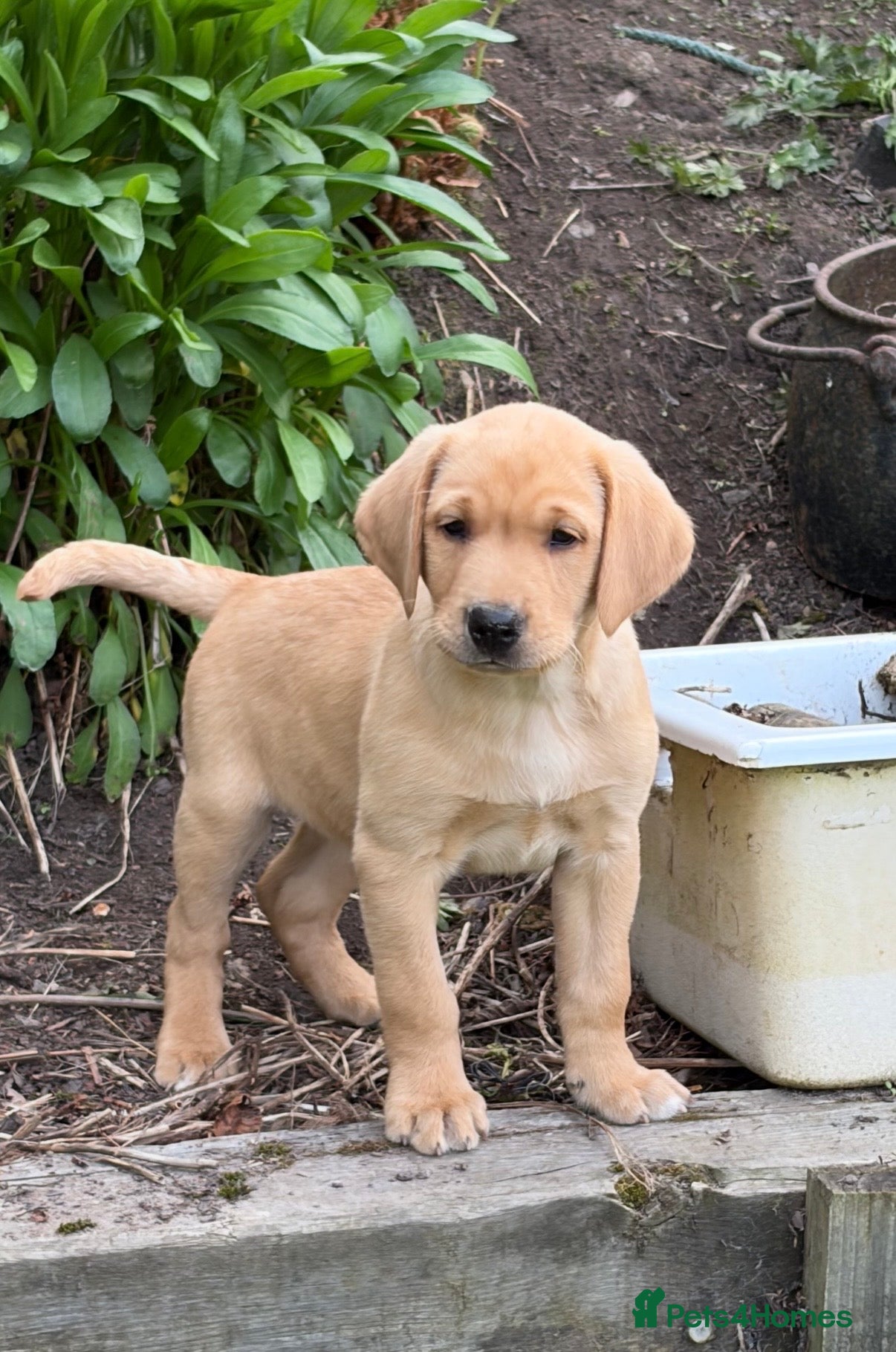 Labrador Retriever dogs Exceptional KC Reg Labrador puppies  - Advert 18