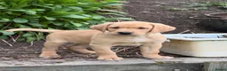 Labrador Retriever dogs for sale: Exceptional KC Reg Labrador puppies  - Advert 1