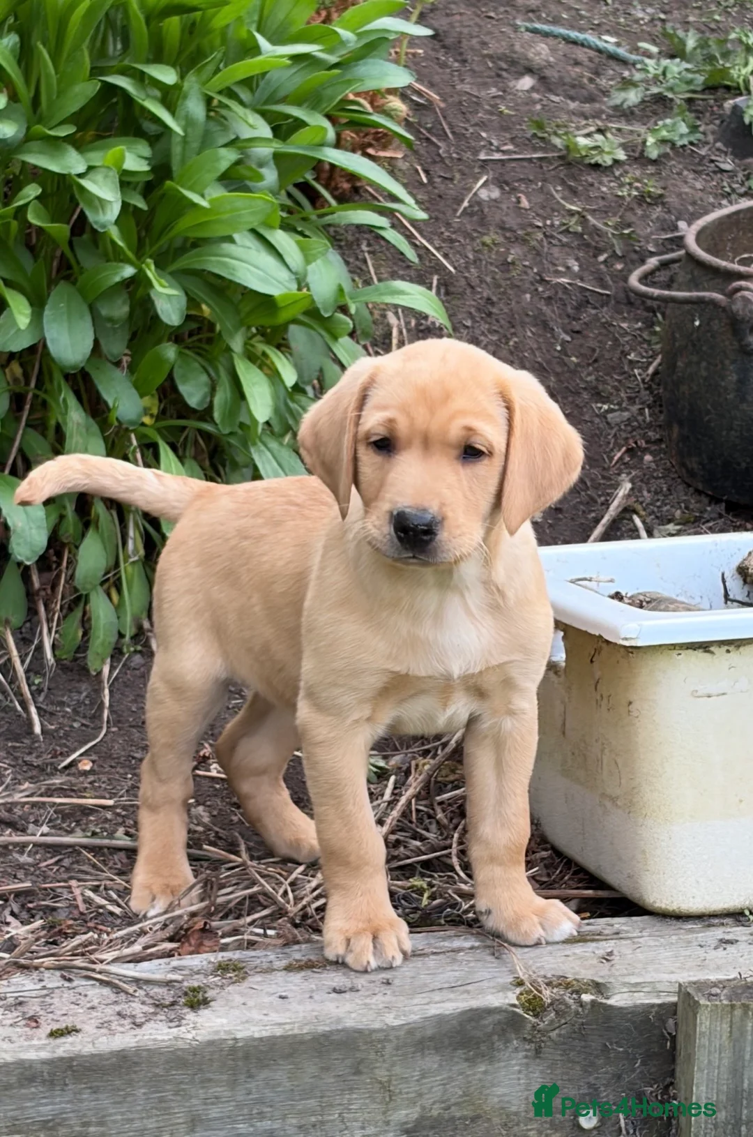 Labrador Retriever dogs for sale: Exceptional KC Reg Labrador puppies  - Advert 1
