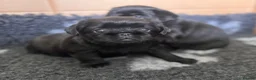 Griffon Bruxellois dogs for sale: 🐾 Griffon Bruxellois 🐾 in Port Talbot - Advert 8