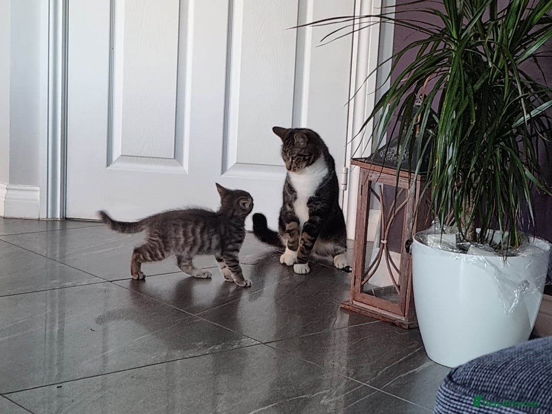 Mixed Breed cats for sale: Large male tabby/maine coon cross  - Image 2