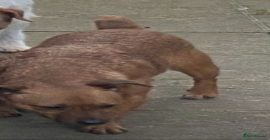 Jack Russell dogs - Advert 1