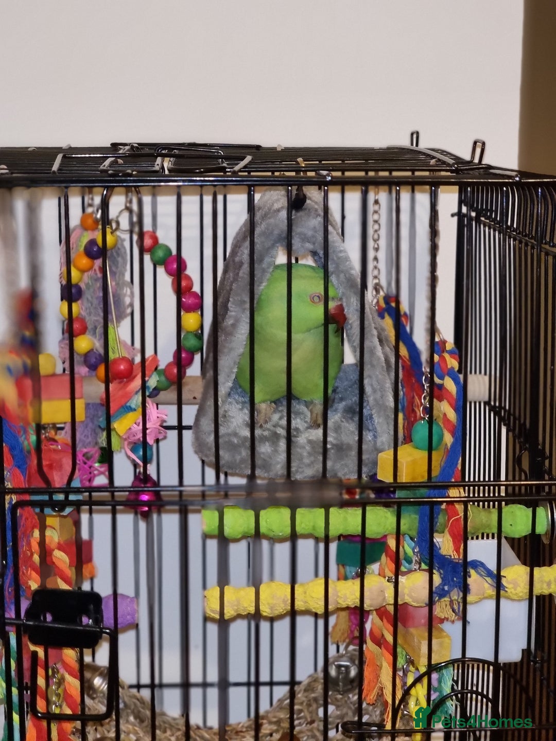 Parrots birds for sale: Indian Ringneck talking parrot + Cage + Toys - Advert 11