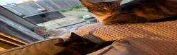 Mixed Breed cats for sale: 2 female kittens - Advert 1