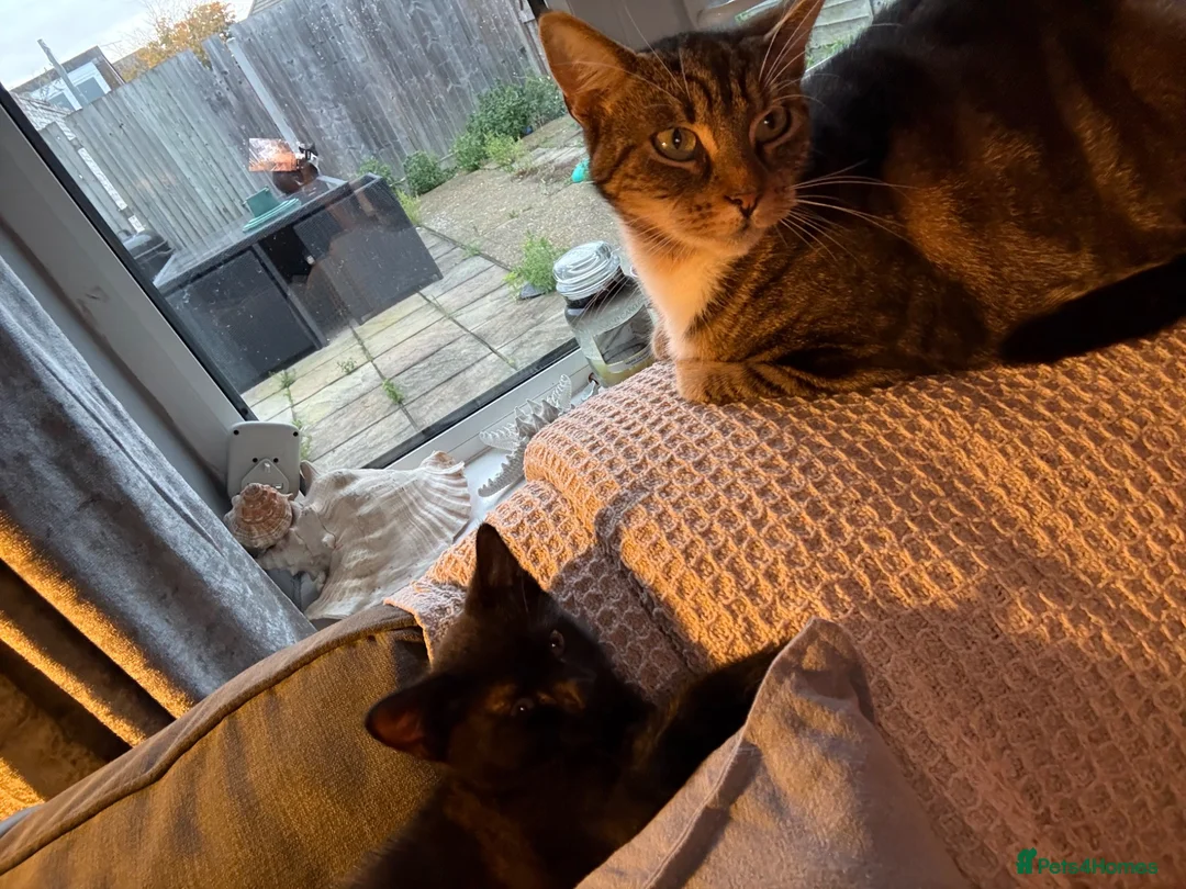Mixed Breed cats for sale: 2 female kittens - Advert 1