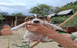 Jack Russell dogs for sale: Jack Russell puppies for sale - Image 5