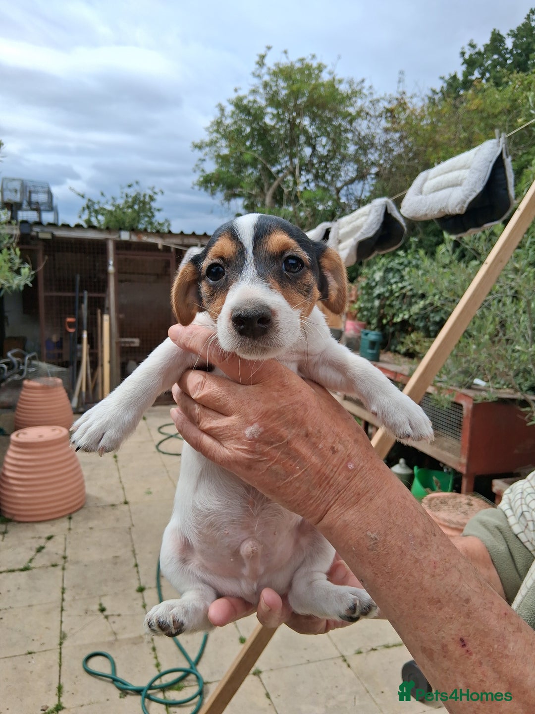 Jack Russell dogs for sale: Jack Russell puppies for sale - Image 5