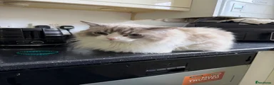 Ragdoll Kitten 1